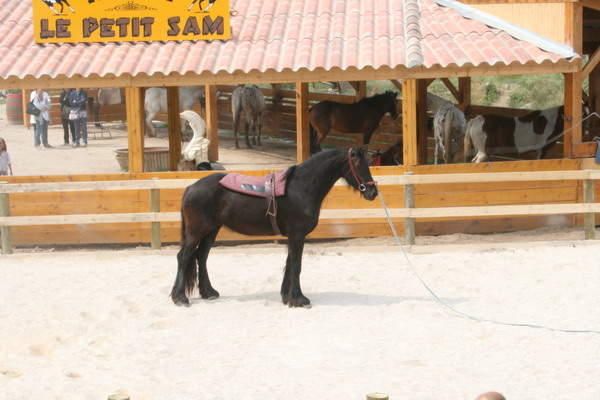 cours de dressage avec un cheval frison au ranch le petit sam a serignan plage