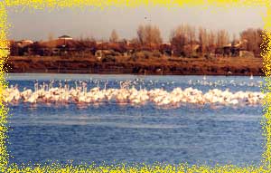 visite a cheval des flamants roses au bord de la mer mediterrane et de l'etang