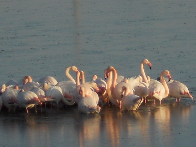 les flamants roses à serignan les plages