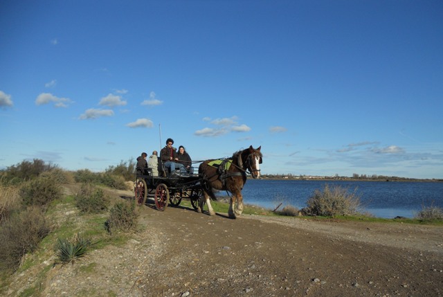 promenade en caleche au bord de la mer