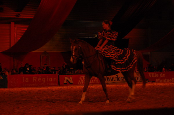 salon du cheval de montpellier 2009 avec un anglo arabe du ranch le petit sam