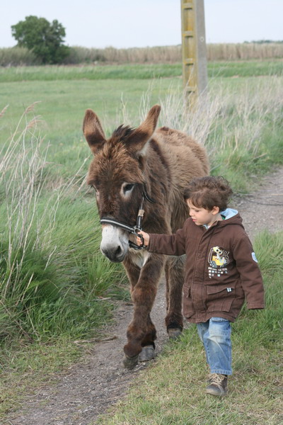 promenades en famille avec un ane et les enfants proche du ranch le petit sam