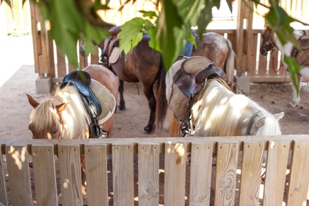 balade poney cours 