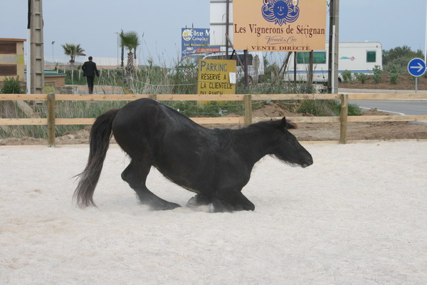 Cheval frison dans la carriere du ranch le petit sam